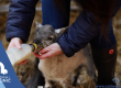 Gillian Sheep Farmer