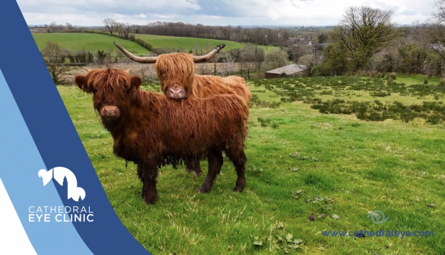 Screenshot 2024-04-26 at 10.45.34